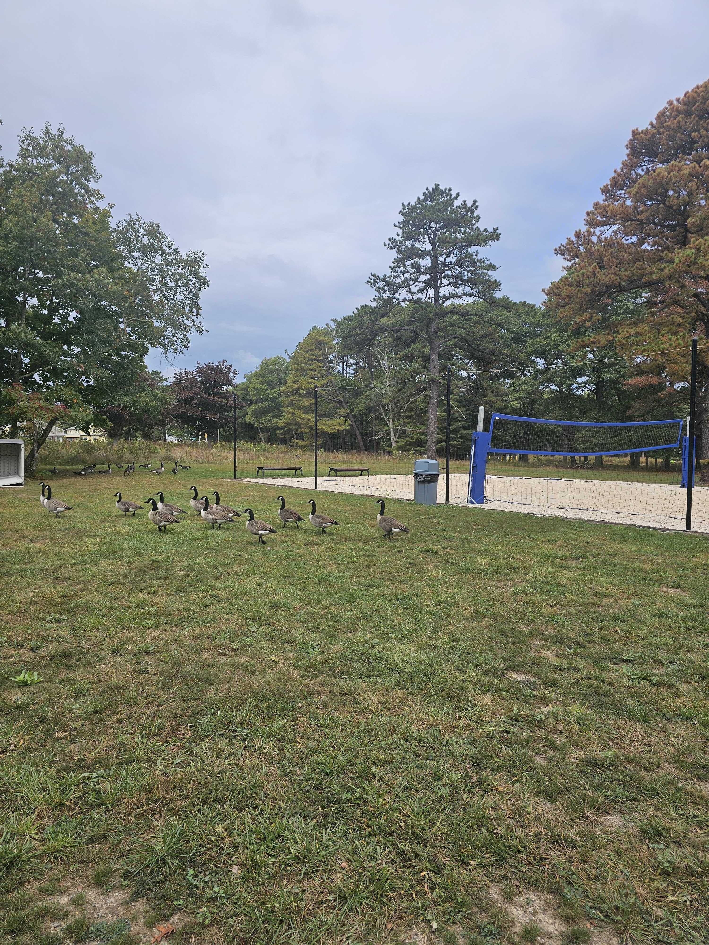 Geese at Brookhaven National Laboratory
